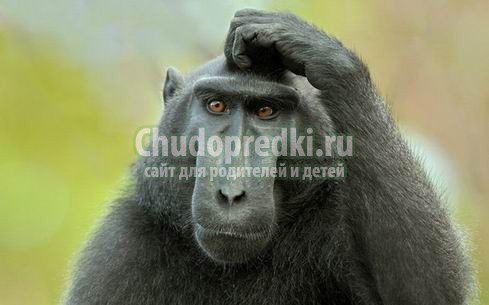 Поздравления с 2016 годом лучшие: сборник для друзей, знакомых, коллег и другие