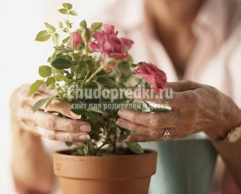 Уход за комнатной розой. Тонкости пересадки