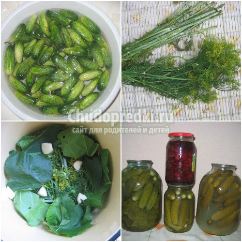 Огурцы на зиму в банках: готовим вкусно и полезно. Лучшие рецепты с фото