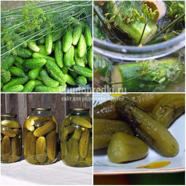 Вкусные огурцы на зиму в 3 литровых банках: лучшие рецепты с фото