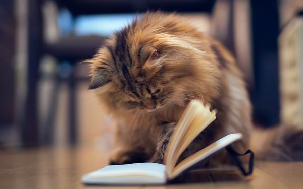 Кастрация кота. Ветеринарные клиники на Petstory