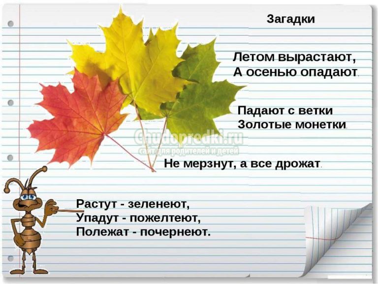 загадки о листьях