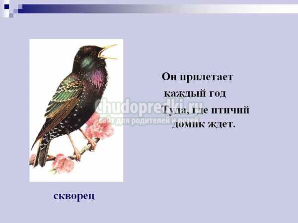 Загадки про птиц для детей
