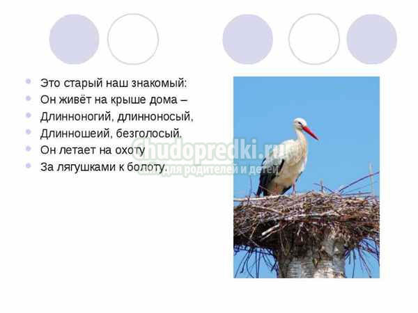 Загадки про птиц для детей