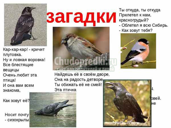 Загадки про птиц для детей