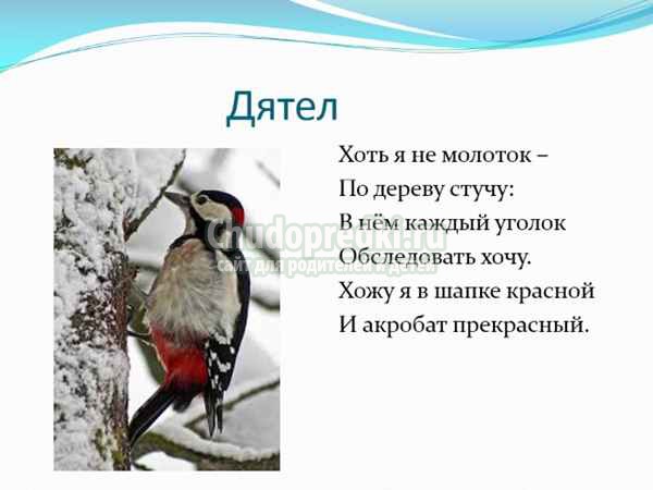 Загадки про птиц для детей