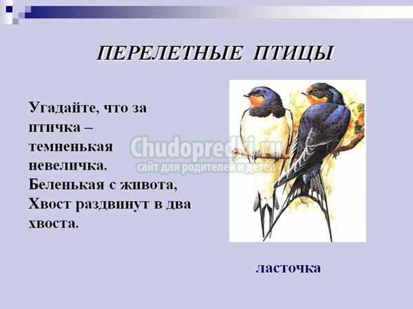 Загадки про птиц для детей