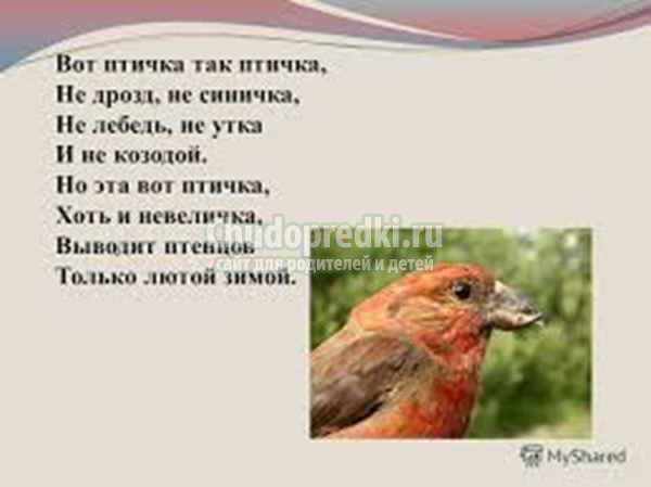 Загадки про птиц для детей
