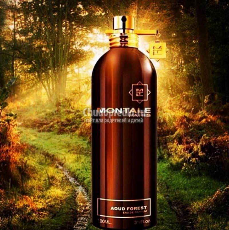 Aoud Forest – сочные звучания радости