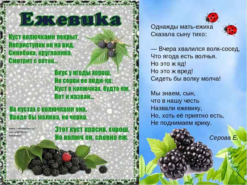стихи про ягоды