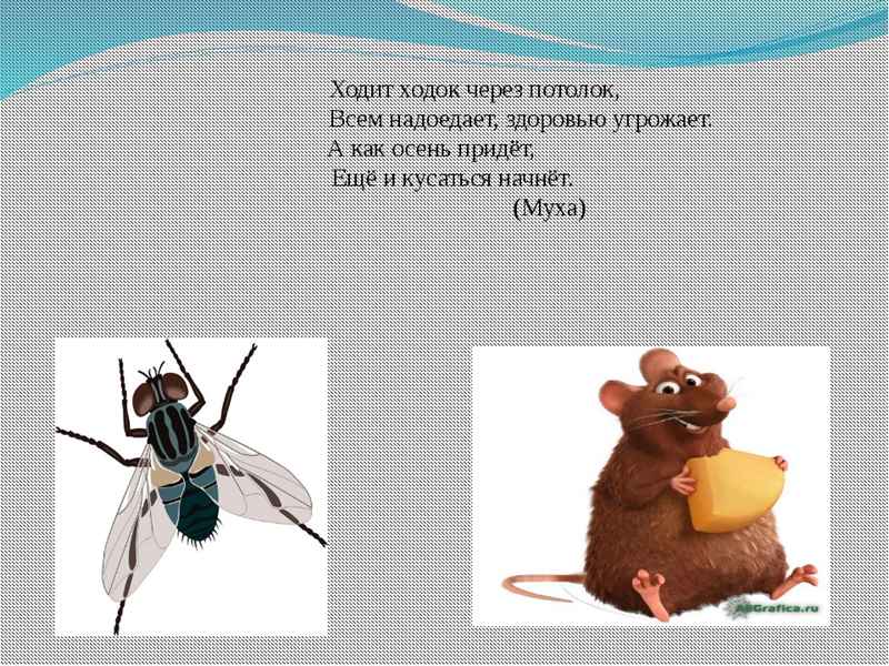 загадки