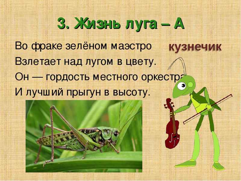 загадки